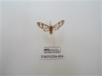 藏品(斑腹鹿蛾)的圖片